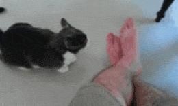 "My Loving Cat" attacks leg