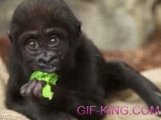 Baby Gorilla Eating Broccoli