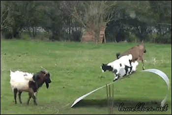 Goats Having A Good Time