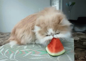 cute cat eats watermelon