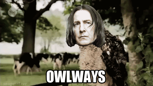 OWLWAYS
