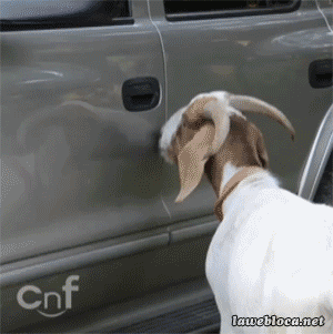 Goat Opens Car Door