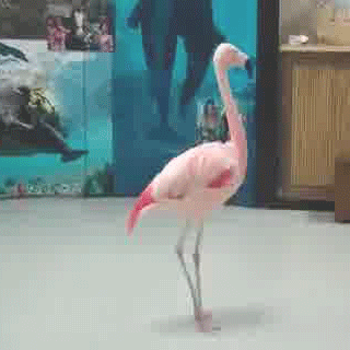 Flamingo Spinning