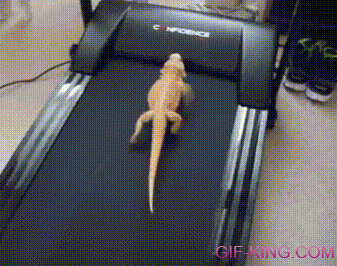Bearded Dragon on a Treadmill