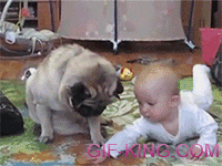 pug and baby fight over cookie