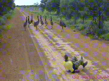 How to Engage an Emu