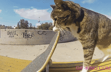 Epic Cat Skateboarding