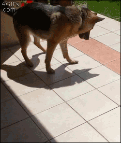 Dog Plays With Shadow