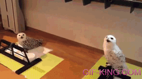 This Owl is Having a Good Time