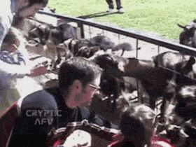Goat knocks over a little girl