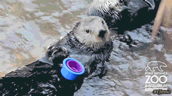 Otter Stacking Cups