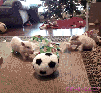 Pigs playing with a soccer ball