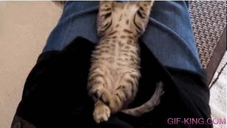 Stretching Kitten
