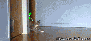 Mario Kart Cats