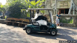 Runaway Golf Cart Driven by Panda