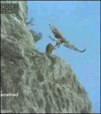 Eagle chucks goat off of a cliff