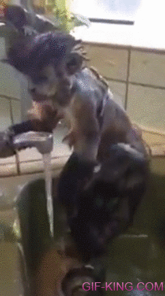 Monkey Taking A Shower In The Sink