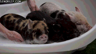 cute little piggies taking a bath