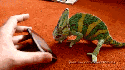 Chameleon Was Frightened By Iphone