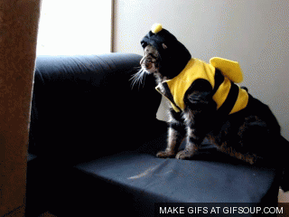 Cat Falls For Bee Costume