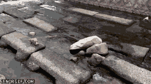 Dog learns how to play fetch by himself