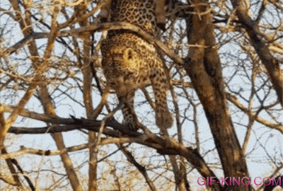 Cheetah Hunting Fail