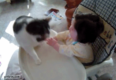 Baby starts fight with cat