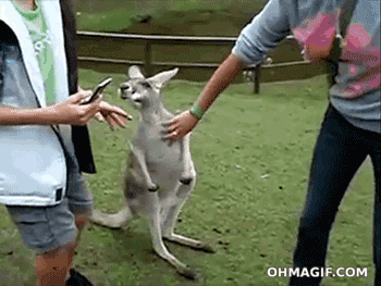 Surprised Kangaroo