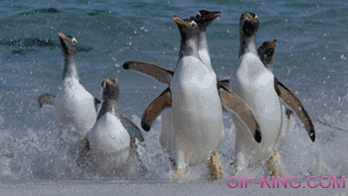 Penguins Coming Out of Ocean