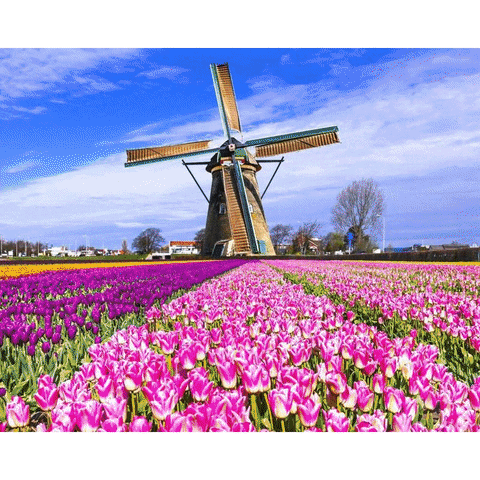 Private Tours Amsterdam