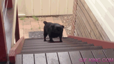 Pug Hopping Up the Stairs Forever