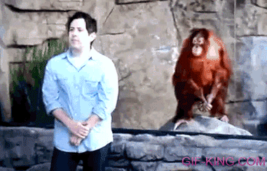 Funny Orangutan Copies Man