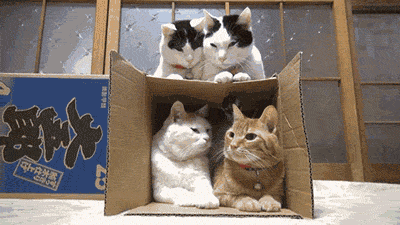 Cat Backing Out of Box of Cats
