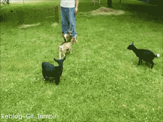 jumping baby goat