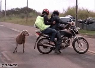 Goat attacks motorcycle