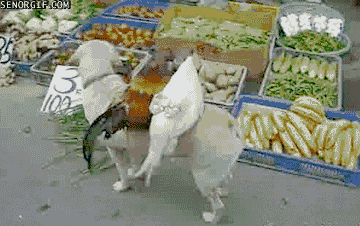 dog sells chickens