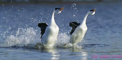 Western Grebe Birds Walking On Water