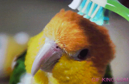 Parrot With Toothbrush
