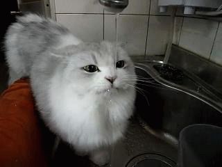 cat drinking out of faucet